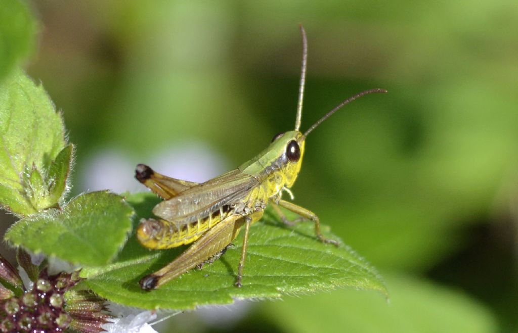 maschio di Chorthippus parallelus